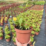 Kéria japonská (Kerria japonica) ´PLENIFLORA´ - výška 15-25 cm, kont. C2L